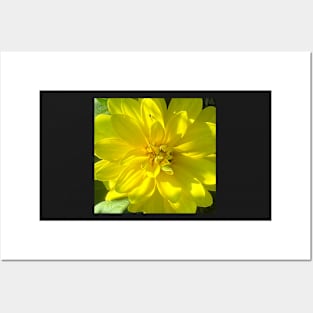 Sunshine of the Yellow Dahlia Flower Posters and Art